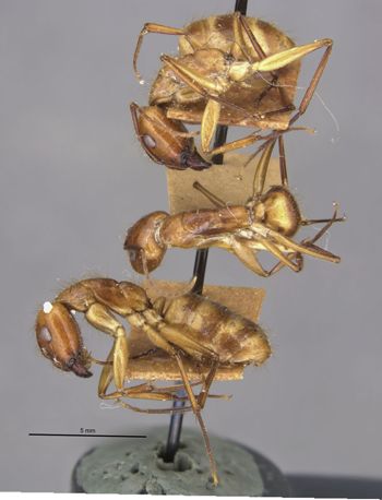 Media type: image;   Entomology 21466 Aspect: habitus lateral view
